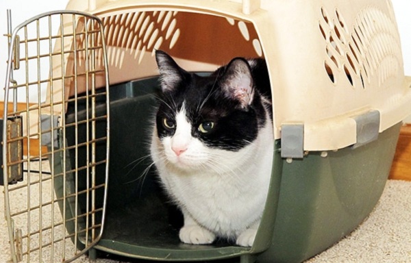 اسباب‌کشی با گربه و استفاده از باکس مخصوص گربه