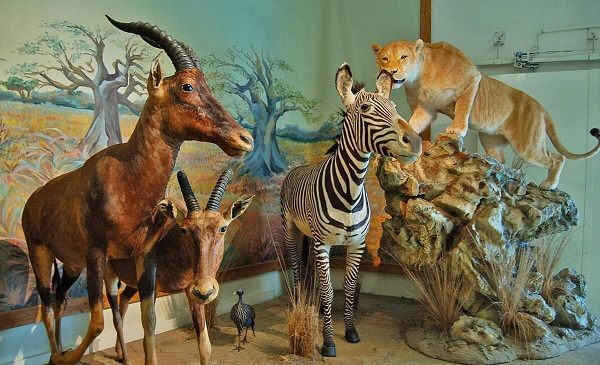 موزه-حیات-وحش-داراباد